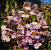 Blue Orchid Vine, Lavender Orchid Vine, Lilac Orchid Vine, Violet Orchid Vine, Mascagnia lilacina